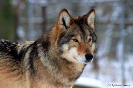 I suoi poteri sono una forza, una velocità e un'agilità super umane. Timber Wolf Timber Wolf Wolf Dog Wolves Photography