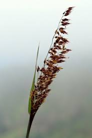 Image result for Tricholaena