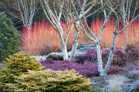 Garden Design Get Your First Issue For Free Kevin Lee Jacobs Winter Garden Garden Design Magazine Winter Plants