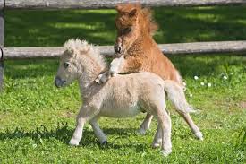 Ponies for sale in ny. Ponies And Mini Horses 10 Adorable Photos To Brighten Your Day