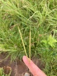 Image result for Diheteropogon amplectens