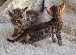 صور قطط بنغال 3 cats animals