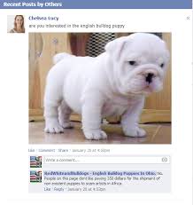 Sometimes, you may find dogs and puppies for free to a. Bitten By A Facebook Puppy Scammer See Report It Here