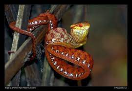 Precious Necklace Beautiful Snakes Reptiles Snake