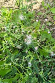 Image result for Emilia discifolia