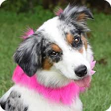 Jun 21, 2019 · australian shepherd mix logan county, sterling, co id: Pin On Rescue Doggies