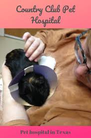 Rodents Country Club Pet Hospital In Texas Animal Hospital Pet Clinic Dog Clinic