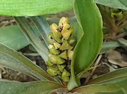 Image result for Chlorophytum filipendulum