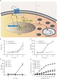 By the end of march, johnson & johnson has. Synthetic Biology Based Cellular Biomedical Tattoo For Detection Of Hypercalcemia Associated With Cancer Science Translational Medicine