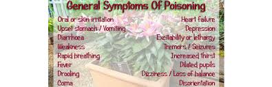 Even if they have contact with the skin of your dog, they can be harmful. Dangerous Plants To Dogs Smithpoint Retrievers