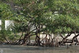 Image result for Rhizophora racemosa