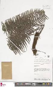 Image result for Amauropelta bergiana