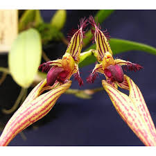 Image result for Bulbophyllum cochleatum