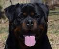 Rottweiler Puppies For Sale - AKC PuppyFinder