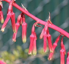 Image result for Beschorneria sp. (Biegel 5357)