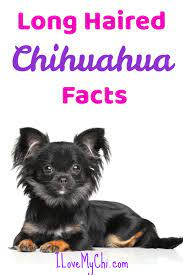 The long haired chihuahua is an ancient dog breed which has a big heart and is fiercely loyal to people and protectors of their pack. Long Haired Chihuahua Facts I Love My Chi