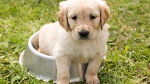 You can take your time and get to know your boy dog before deciding on his moniker—there's no law, after all, that you have to give your dog a. Cute Dog Names Over 100 Cute Names For Boy And Girl Dogs
