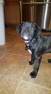 Sully The Boxador Puppy Boxador Puppies Puppies Animals