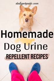 Dog repellents are sold in pet stores and online pet supply shops. Pin On Daily Pet Guide Board