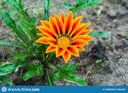 Gazania rigens, gazania splendens семейство астровые (asteraceae). Orange Gatsaniya Gazania Rigens Blume Wachst Stockbild Bild Von Flora Sommerzeit 154855229