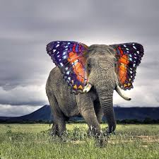 9 Animals Photoshopped Together That Will Make Your Day Or Will At Least Confuse You Greatly Photoshopped Animals Weird Animals Bizarre Animals