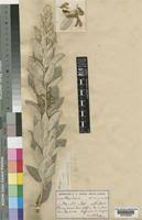 Image result for Rhynchosia galpinii