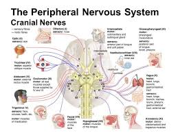 Image result for Peripheral Nervous System