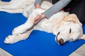 Check spelling or type a new query. Urgent Care Veterinarian In Oklahoma City Ok Rock Knoll Animal Hospital