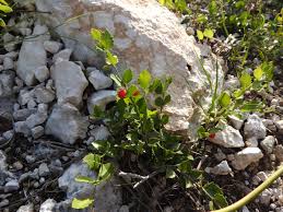 Image result for Crossopetalum