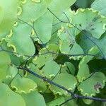 Image result for Adiantum poiretii