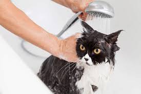 Only fill the sink, tub, or container with 3 to 5 inches of water. How To Give Your Cat A Flea Bath When Your Cat Hates Water Adams