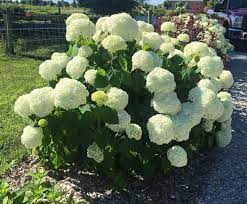 Annabelle Hydrangea Propagation How To Root Cuttings Mike S Backyard Nursery Annabelle Hydrangea Growing Hydrangeas Hydrangea