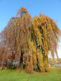 Schöne bäume für den garten. Hangende Baume Eine Auswahl Der Schonsten Sorten