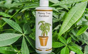 Inspect your money tree plant each week for moisture, pests, insects or other problems. Amazon Com Perfect Plants Liquid Money Tree Fertilizer 8oz Of Premium Concentrated Indoor And Outdoor Pachira Aquatica Fertilizer Use With Containerized Houseplant Money Trees Garden Outdoor