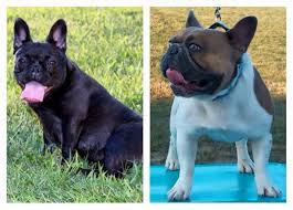 Our french bulldog puppies come in a rainbow of colors, from fawn or blue pied to blue, blue fawn, merle and even lilac. French Bulldog For Sale In Dubuque Iowa Classified Americanlisted Com