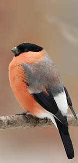 Pin By Wong Cm On Bird Birds Pet Birds Colorful Birds