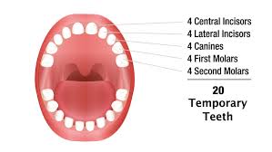 how your babys teeth develop pregnancy birth and baby