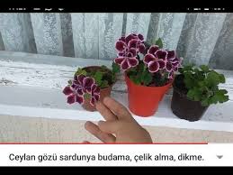 Pin On Saksi Evler