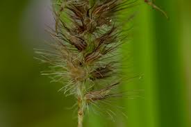 Image result for Cenchrus ciliaris