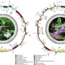 Image result for Brachycorythis ovata
