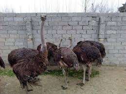 We did not find results for: Ostrich Chicks And Fertile Ostrich Eggs For Sale Birdtrader