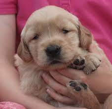 Ever since 2005 when serious thoughts of breeding first crossed my mind, i have been preparing by reading books, attending seminars, staying active. Snuggle Time For Beautiful Akc Golden Retriever Puppy For Sale Raised By Loving Breeders Of Akc Golden Retrievers In New England Windy Knoll Golden Retrievers