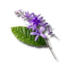 Image result for Petrea volubilis