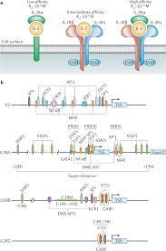 Biology And Regulation Of Il 2 From Molecular Mechanisms To Human Therapy Nature Reviews Immunology