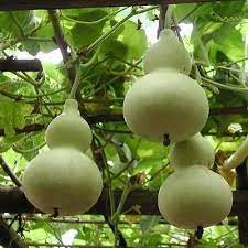 15 Birdhouse Gourd Vegetable Seeds Under The Sun Seeds Gourd Vegetable Organic Vegetable Seeds Organic Vegetable Garden