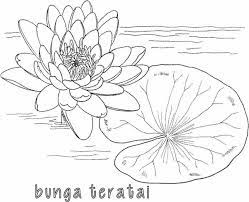 Bunga teratai merupakan bunga yang habitatnya di air, baik di pot maupun di kolam. Gambar Mewarnai Bunga Teratai