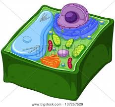 Cell wall, specialized form of extracellular matrix that surrounds every cell of a plant. Plant Cell Anatomy Vector Photo Free Trial Bigstock