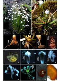Image result for Eriocaulon truncatum