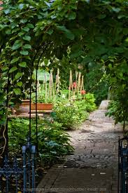 Hardy Kiwi Vine Actinidia Arguta On An Wrought Iron Arbour Frames An Edible Landscape Garden In Downtown Toronto Garten