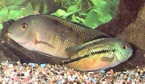 Nicaragua Cichlid Hypsophrys Nicaraguensis Spilotum Fish Guide